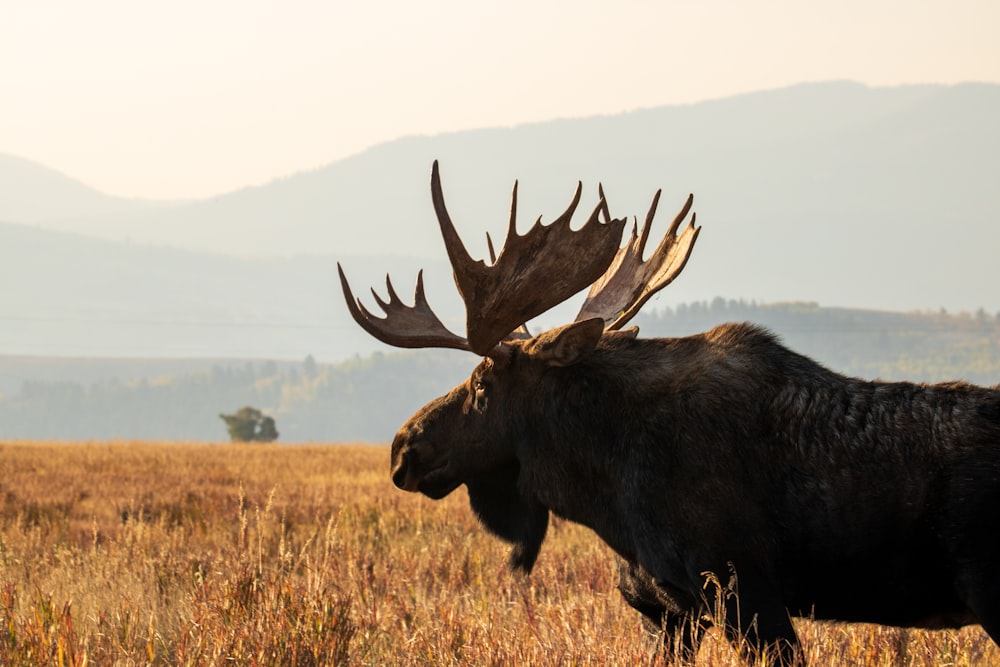 black moose on brown grass field during daytime