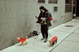 A person dressed warmly is walking three small dogs on a sidewalk. The dogs are all wearing colorful jackets; one is in a red jacket, another in a red one with yellow spots, and the third in a dark jacket. The person is also holding a smartphone, possibly checking messages or navigation, and has earphones connected. The background is an urban setting with a gray brick wall.