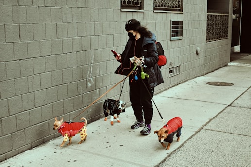 A person dressed warmly is walking three small dogs on a sidewalk. The dogs are all wearing colorful jackets; one is in a red jacket, another in a red one with yellow spots, and the third in a dark jacket. The person is also holding a smartphone, possibly checking messages or navigation, and has earphones connected. The background is an urban setting with a gray brick wall.