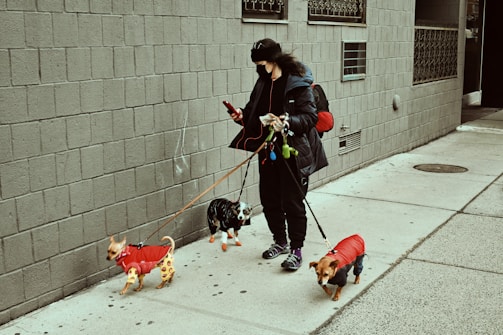 A person dressed warmly is walking three small dogs on a sidewalk. The dogs are all wearing colorful jackets; one is in a red jacket, another in a red one with yellow spots, and the third in a dark jacket. The person is also holding a smartphone, possibly checking messages or navigation, and has earphones connected. The background is an urban setting with a gray brick wall.