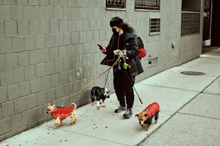 woman in black jacket and black pants holding black and white short coated dog