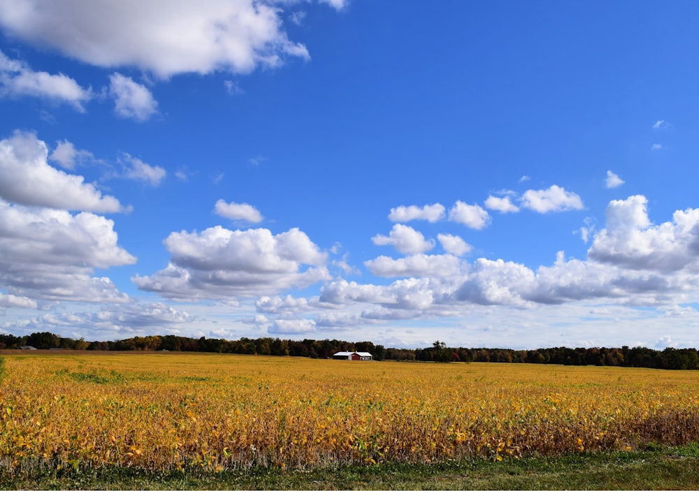 green grass field under blue sky and white clouds during daytime