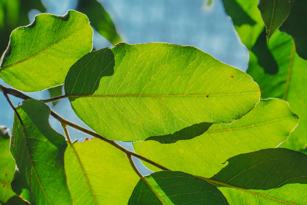 green leaves in tilt shift lens