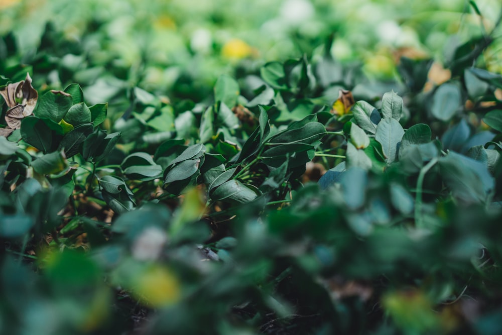 green plant with yellow flowers