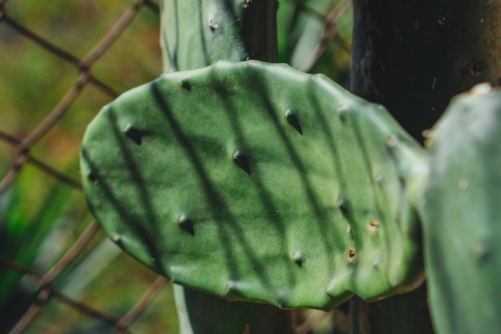 green cactus plant during daytime