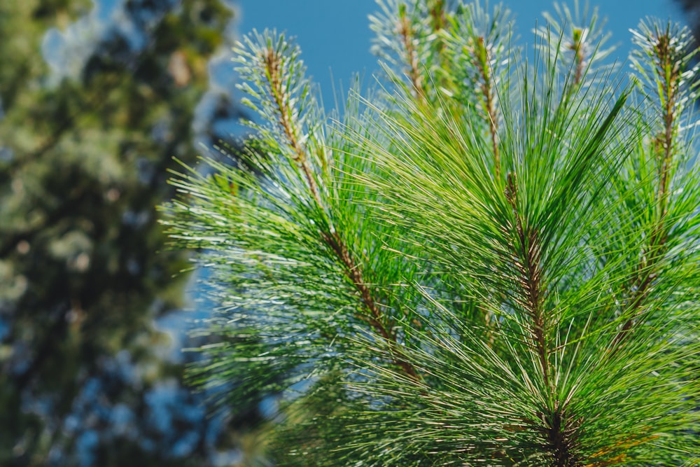 green pine tree during daytime