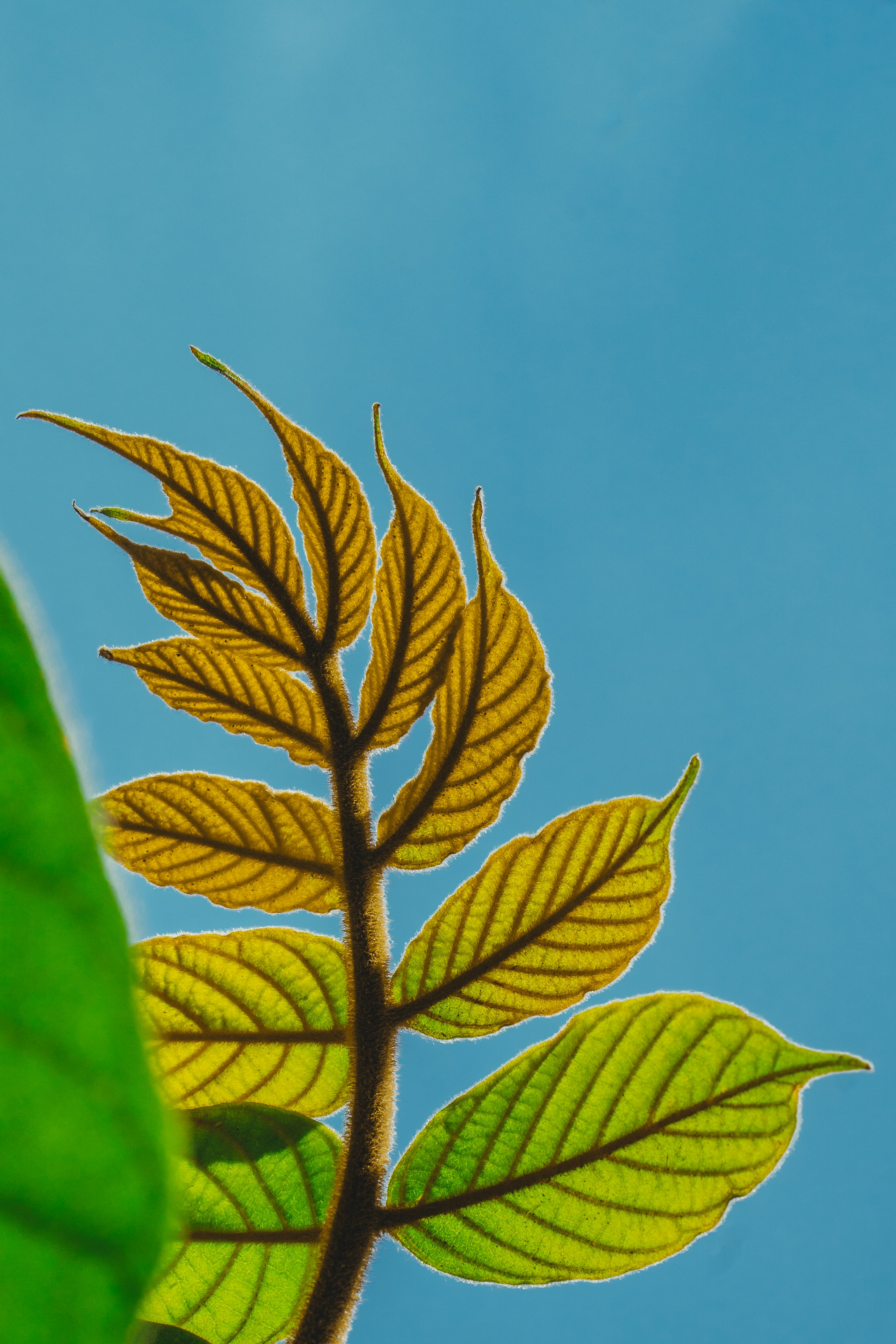 green leaves under blue sky during daytime