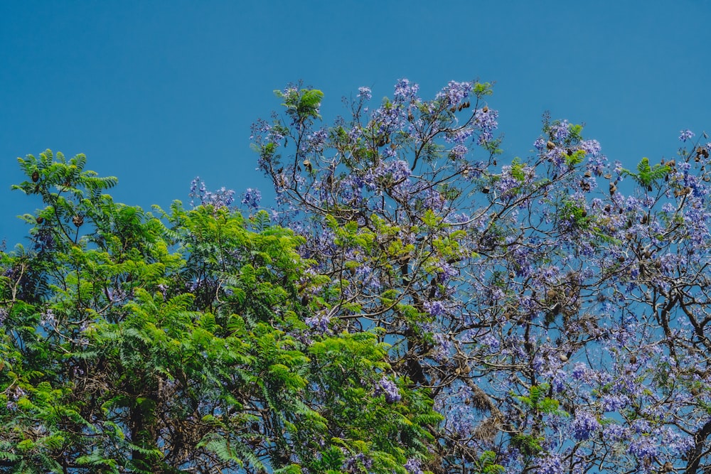 green leaf tree under blue sky during daytime