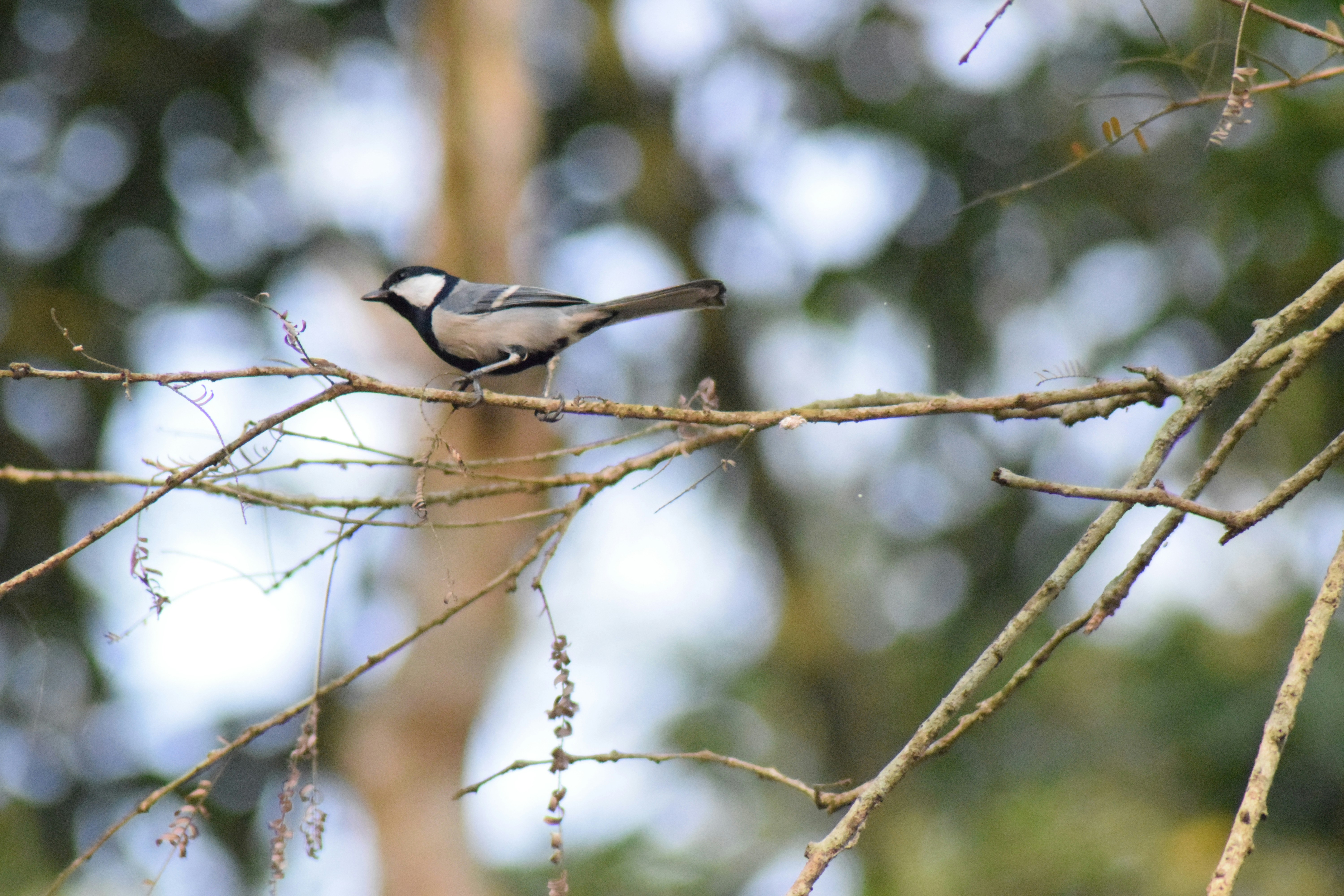 Photo by photographyworld