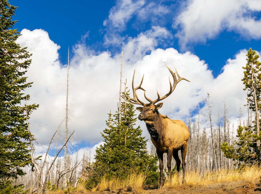  brown deer on green grass field under blue and white sunny cloudy sky during daytime elk