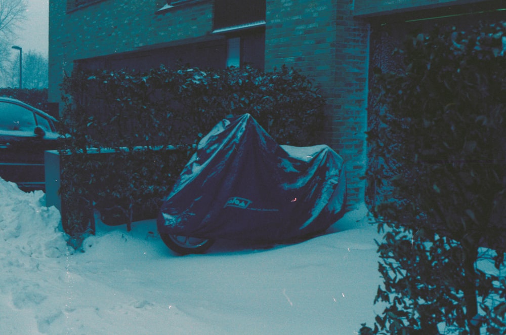 green plant covered with snow