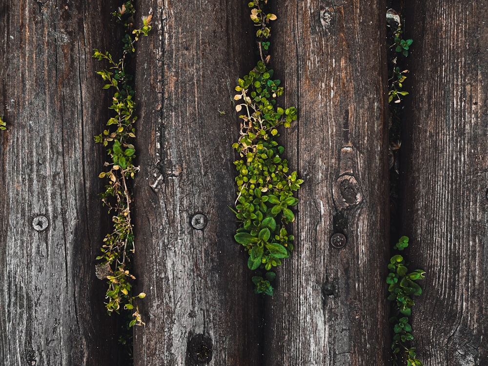 茶色の木製の柵に緑の苔