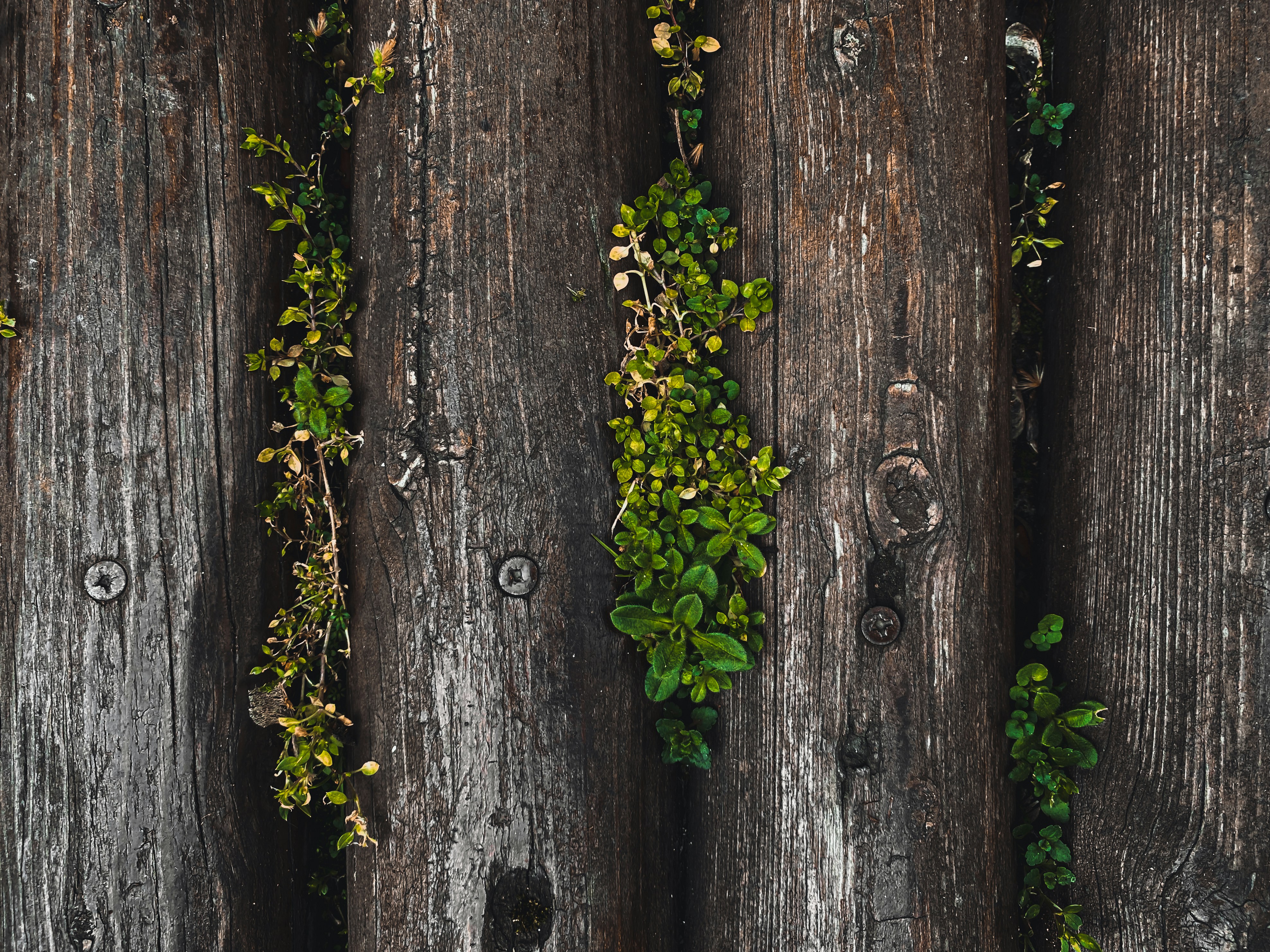 green leaves blossom between a wooden bench