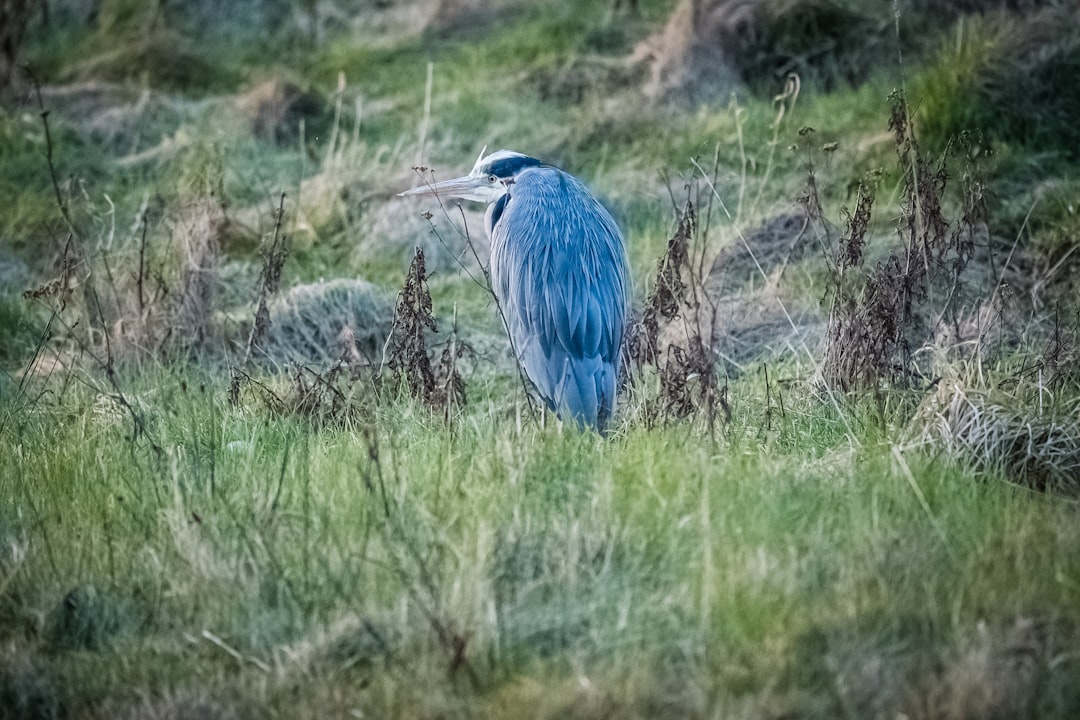 blue bird on green grass during daytime