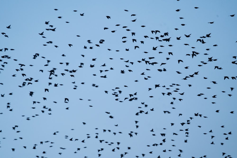bandada de pájaros volando bajo el cielo azul durante el día
