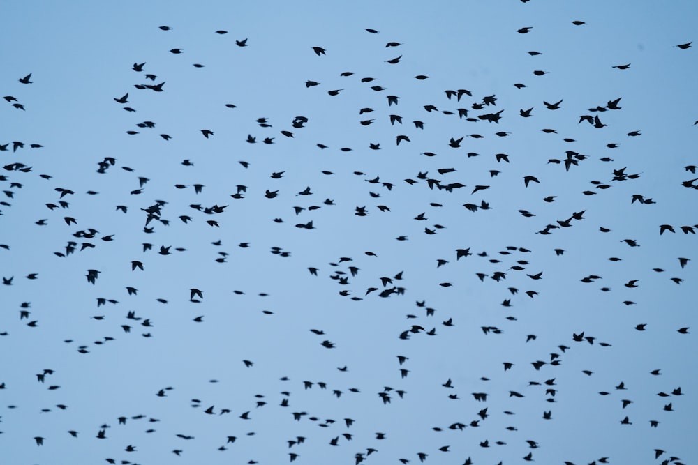 Vogelschwarm, der tagsüber unter blauem Himmel fliegt