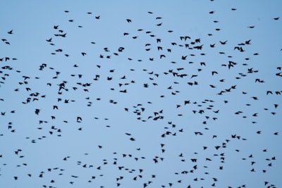 flock of birds flying under blue sky during daytime