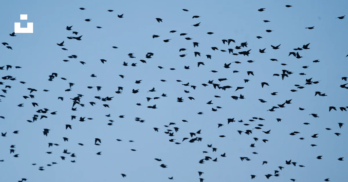 Vogelschwarm Der Tags ber Unter Blauem Himmel Fliegt Foto Vogelschwarm Der Tags ber Unter Blauem Himmel Fliegt Foto