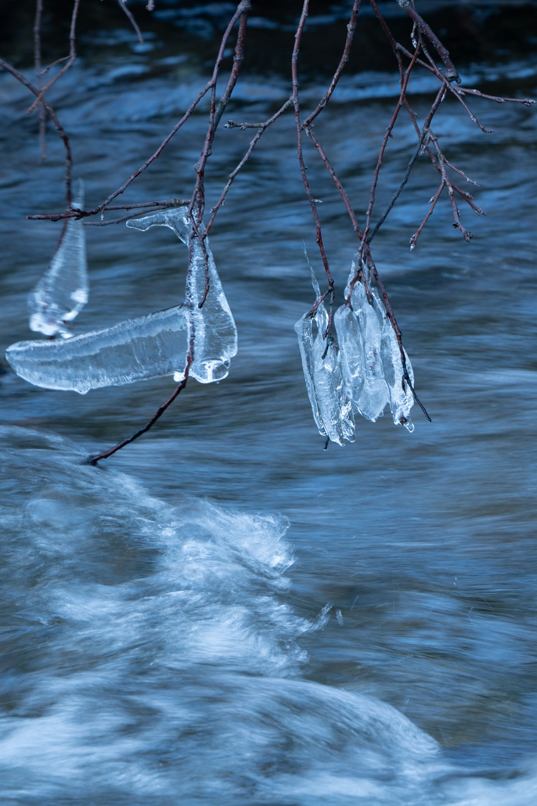 white and gray tree branch on body of water