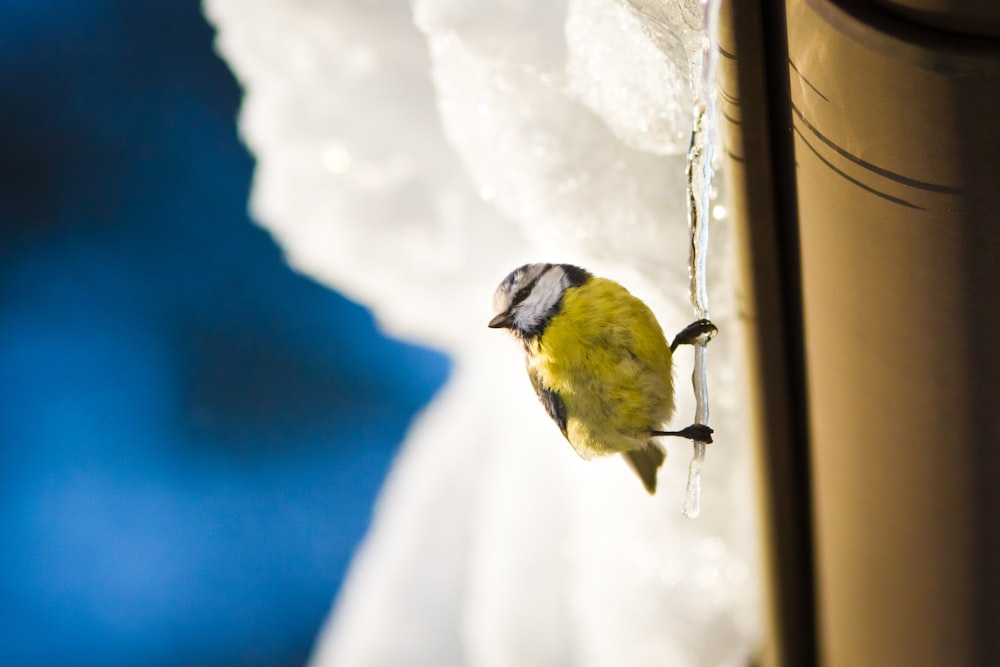 yellow and black bird on brown wooden stick