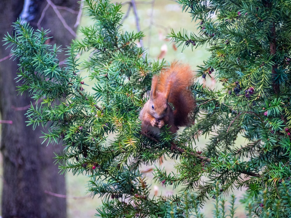 brown squirrel on green pine tree