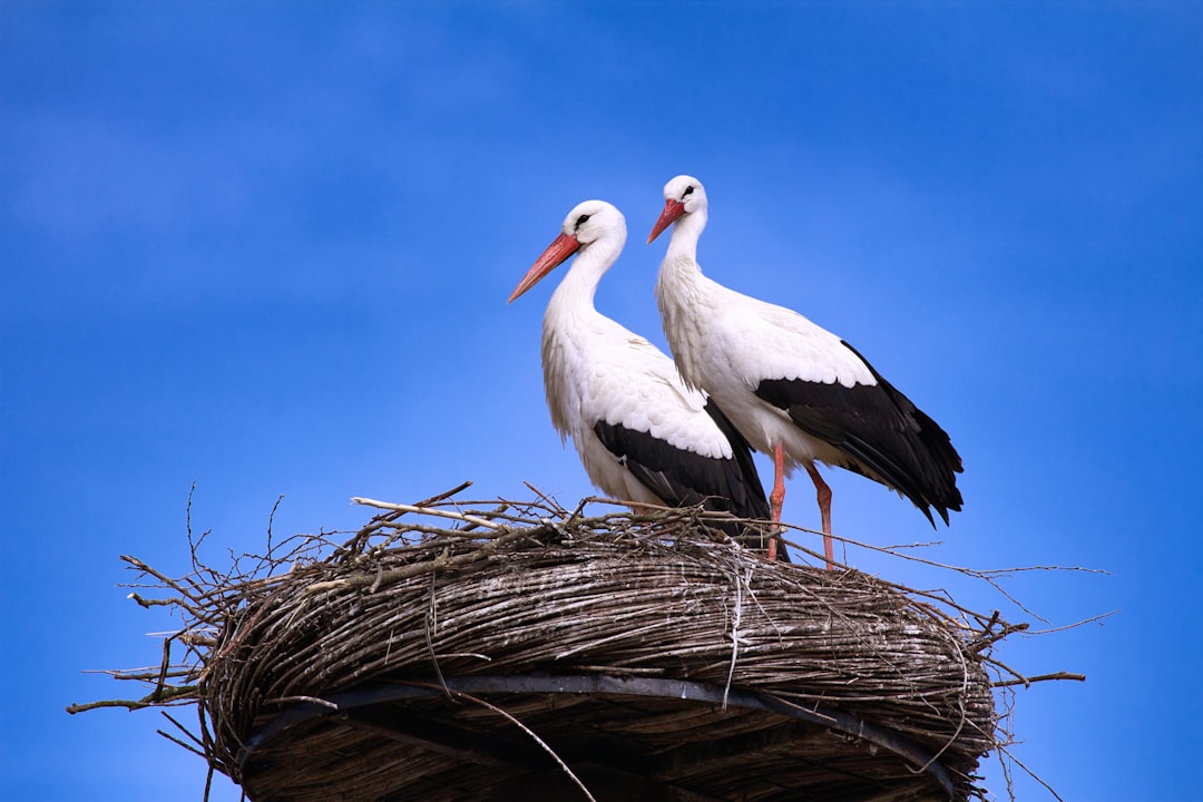  white stork on nest during daytime stork