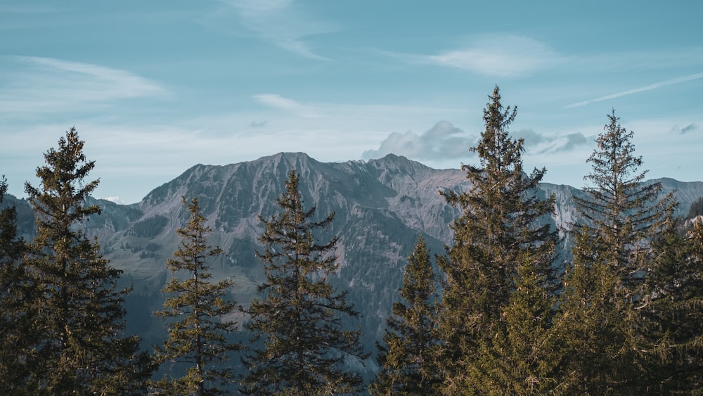 green trees near snow covered mountain during daytime