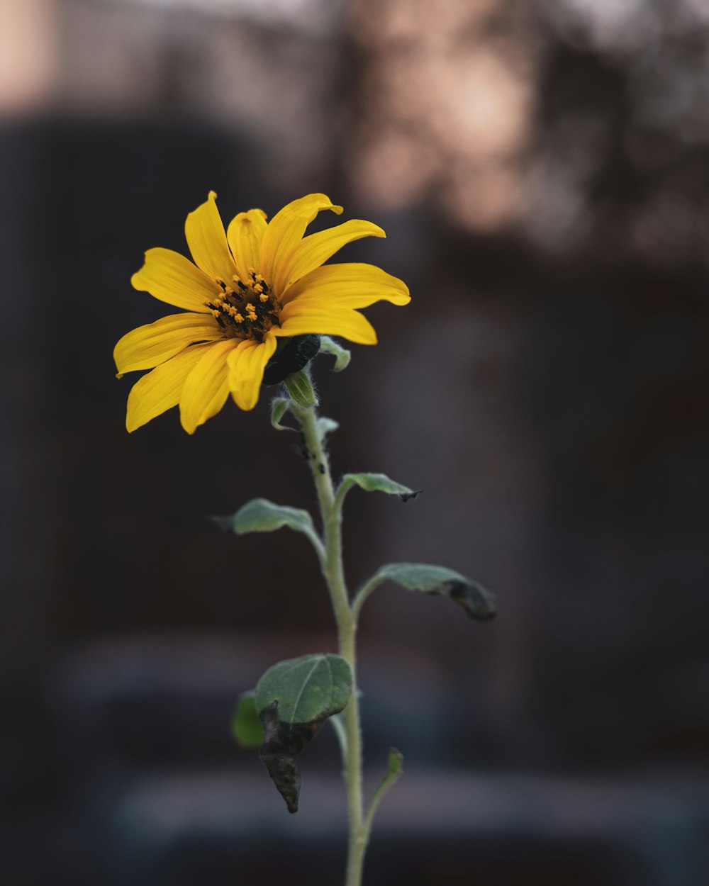 yellow flower in tilt shift lens