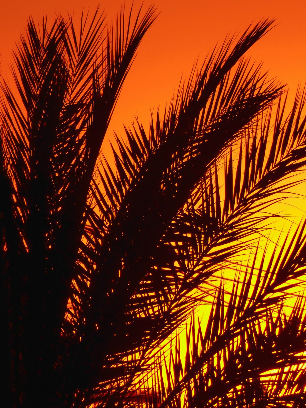 silhouette of palm tree during sunset