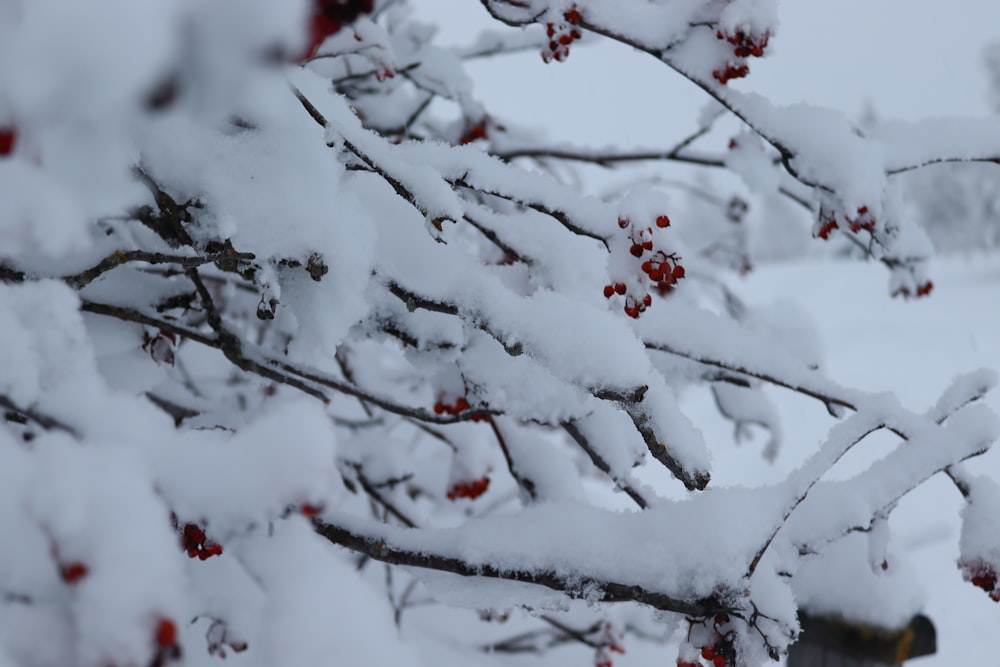 fruits ronds rouges sur la branche de l’arbre