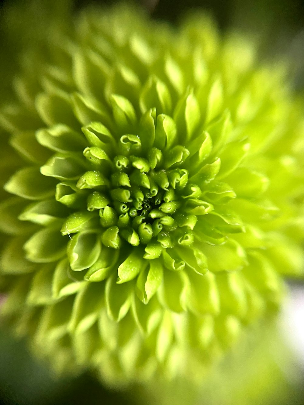 green flower in macro lens