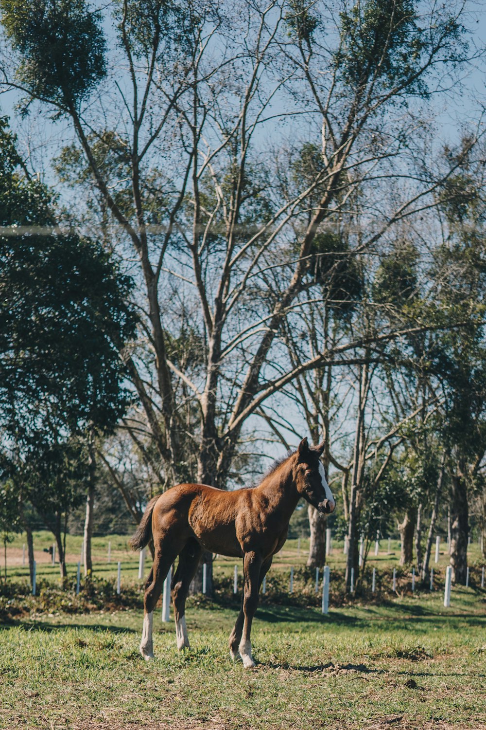 Braunes Pferd steht tagsüber in der Nähe von kahlen Bäumen