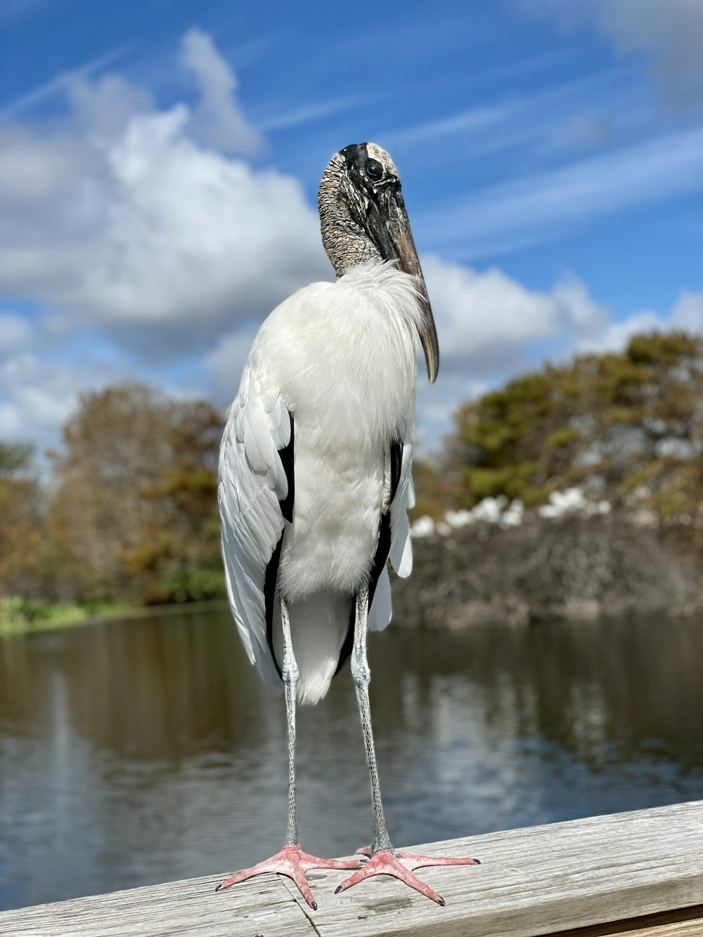 white stork flying during daytime