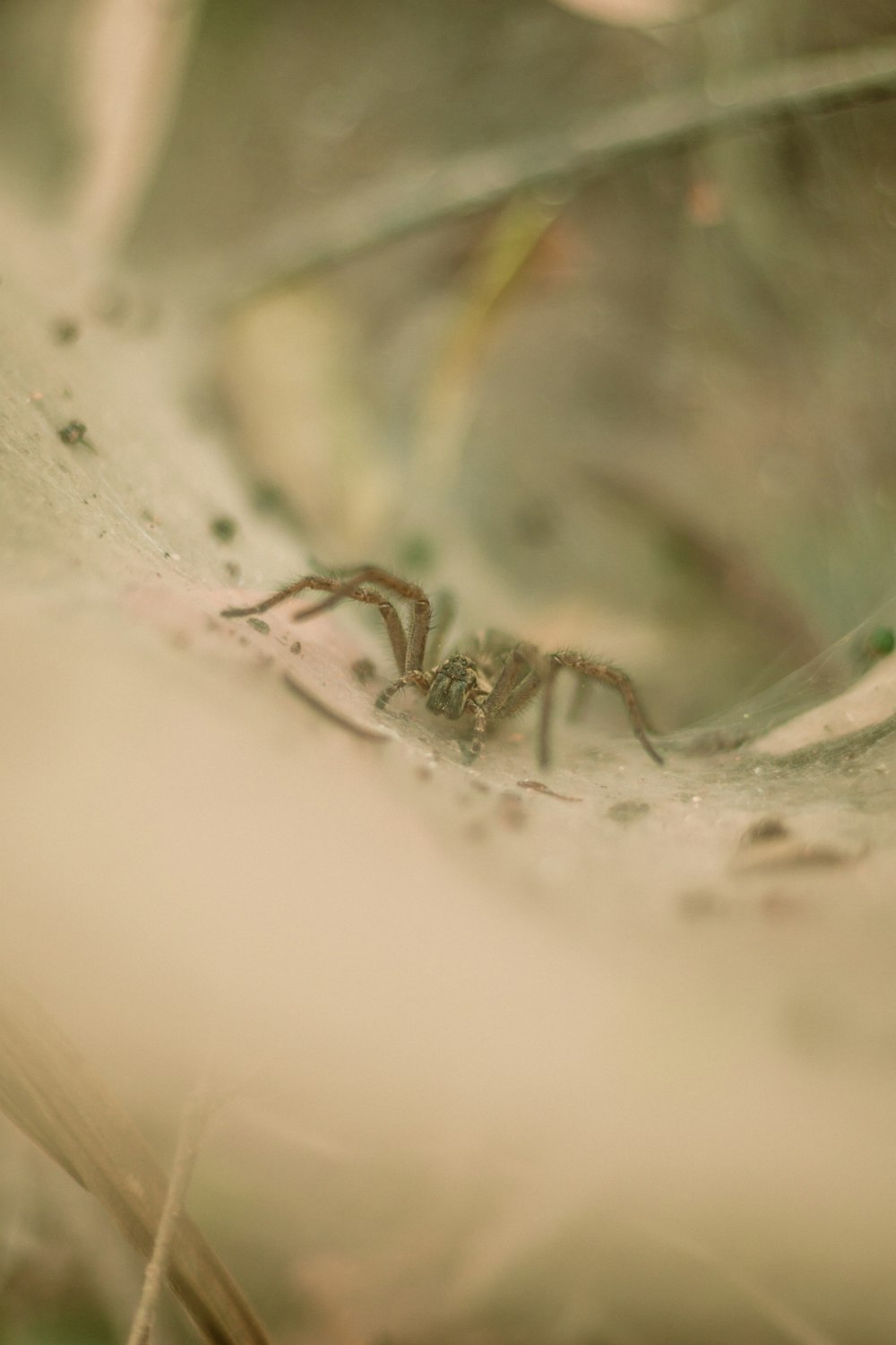 brown spider on white surface