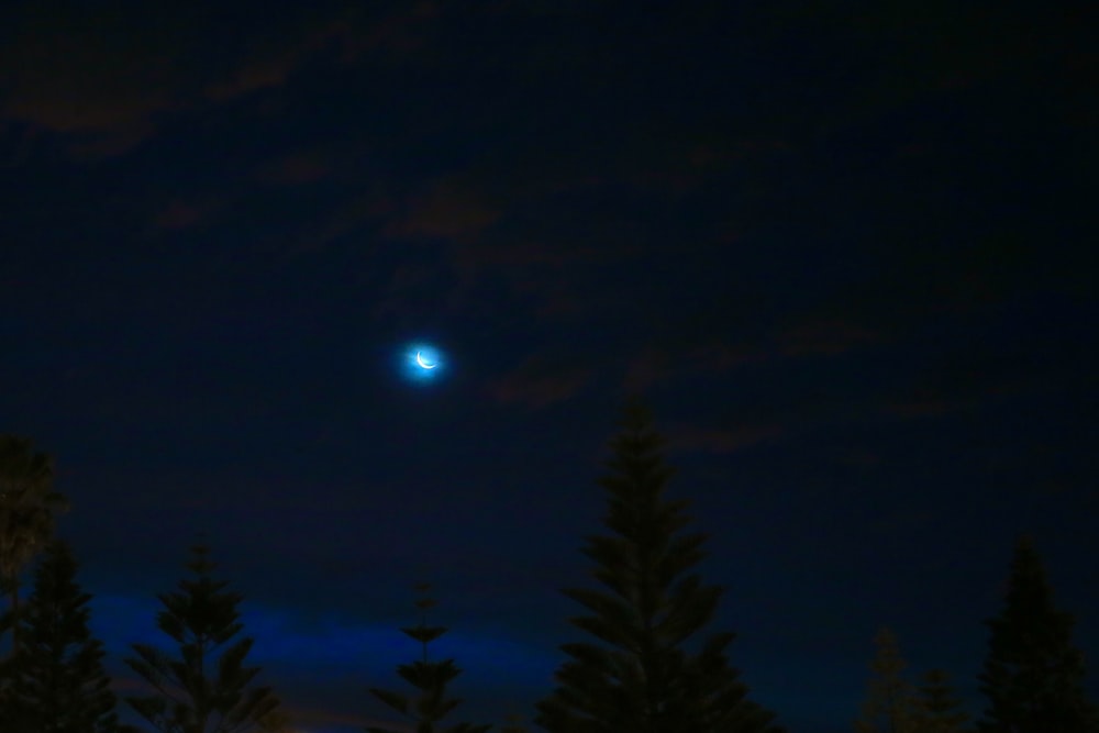 green pine tree under full moon