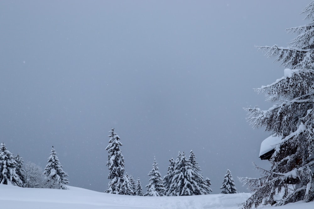 pinos cubiertos de nieve durante el día