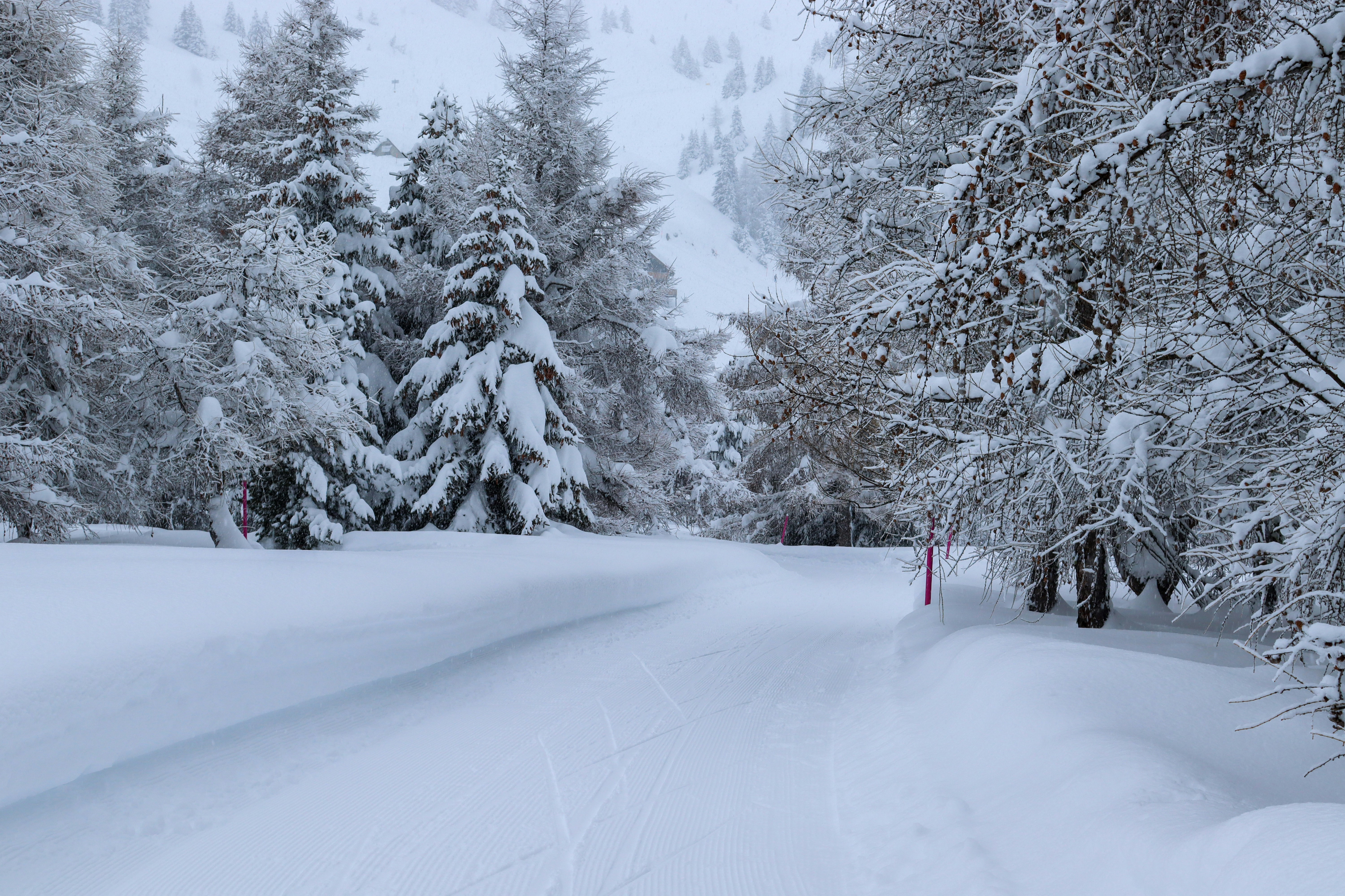 Schneebedeckte Bäume und Straßen tagsüber