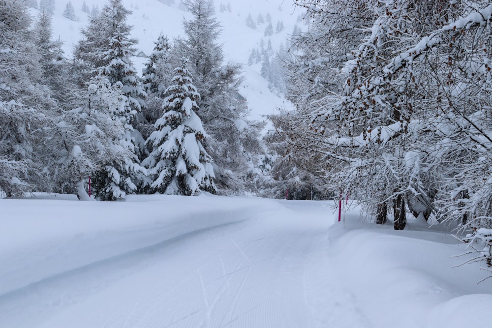 snow covered trees and road during daytime