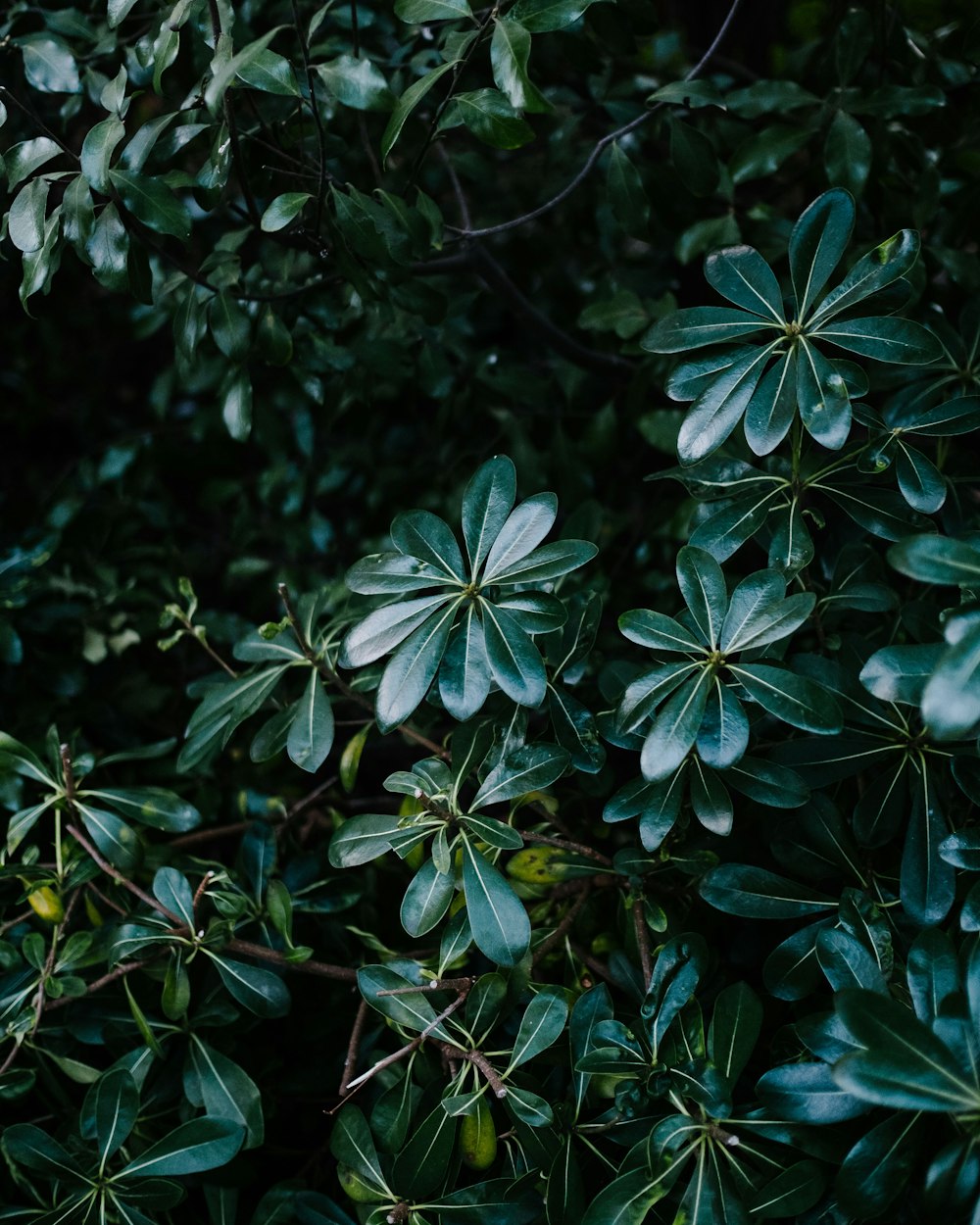 green leaves plant during daytime