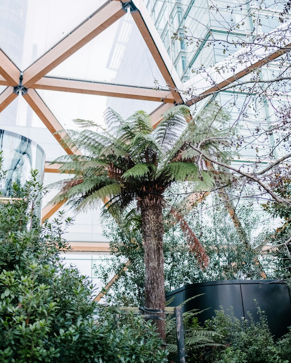 green and brown tree in a room