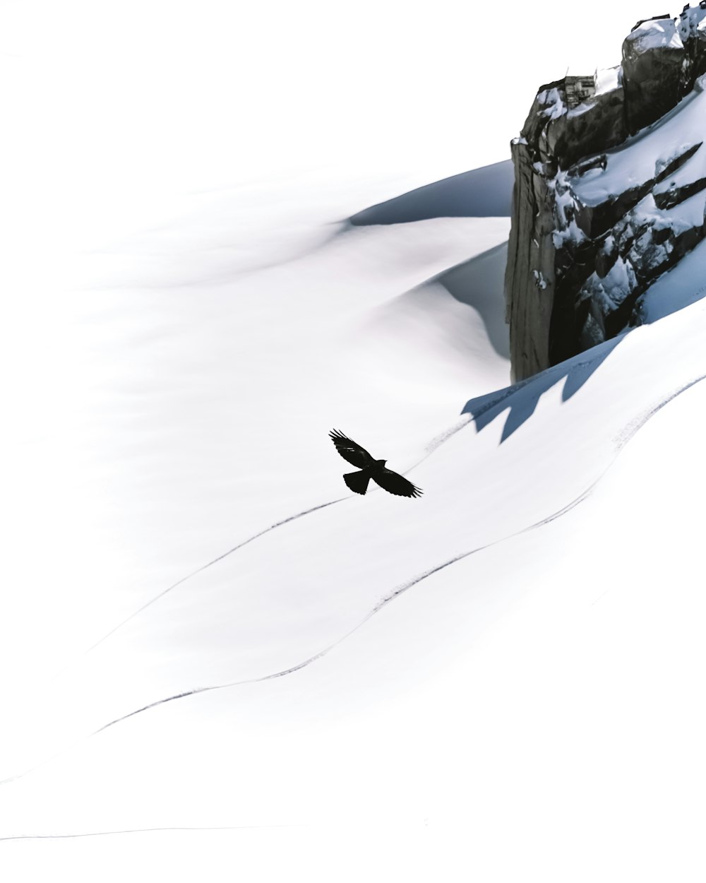 black bird flying over snow covered mountain during daytime