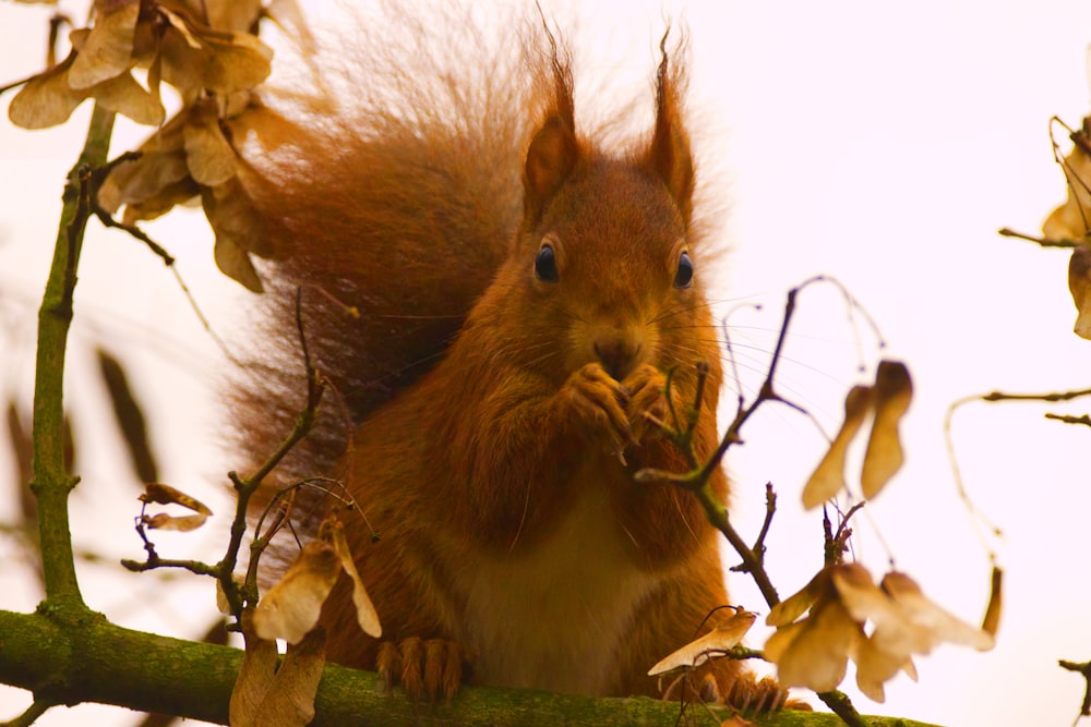 brown and white squirrel on tree branch