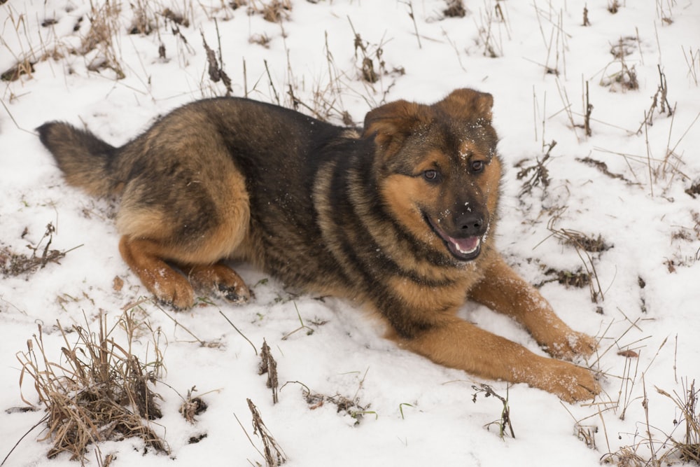 brown and black german shepherd lying on snow covered ground during daytime