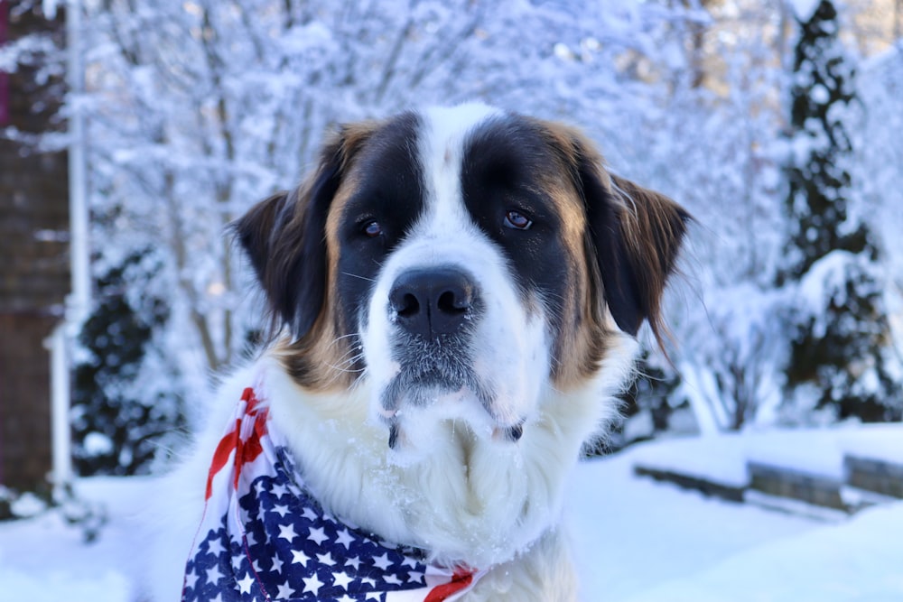 white and brown dog on snow covered ground