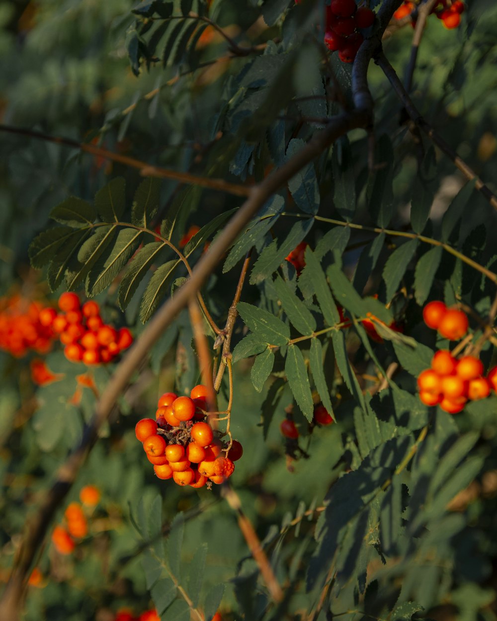 orange round fruits on tree