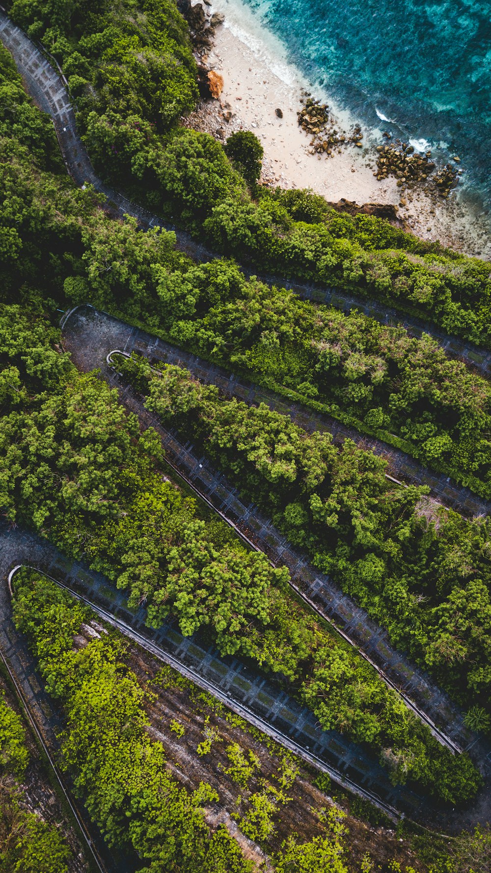 green trees on brown soil during daytime