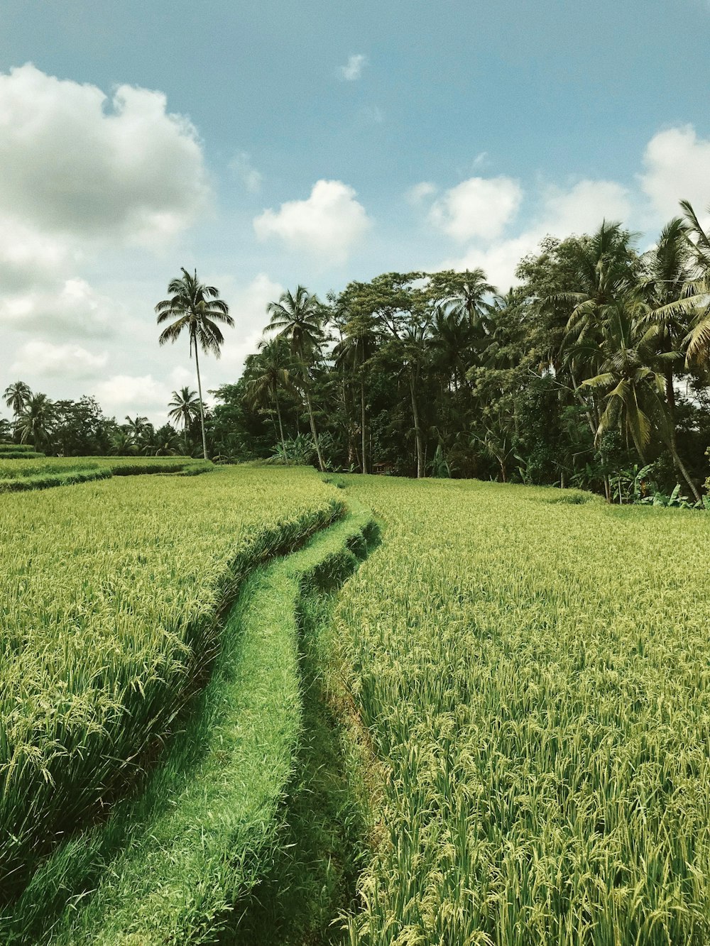 green grass field with green palm trees during daytime