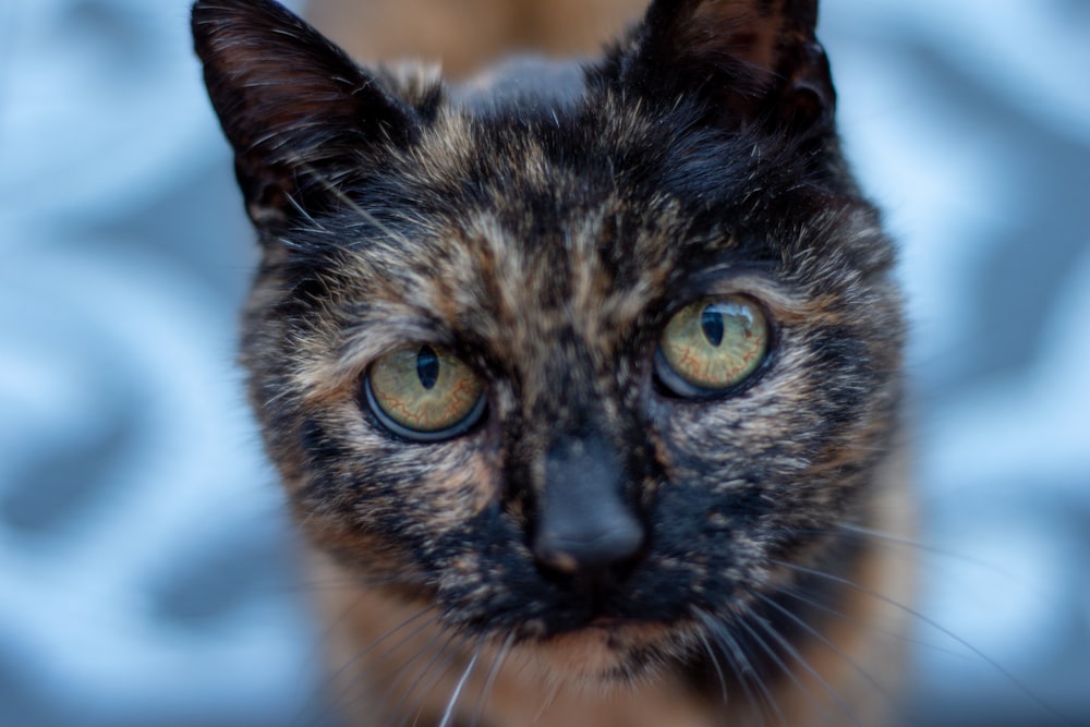 Gato marrón y negro en fotografía de primer plano