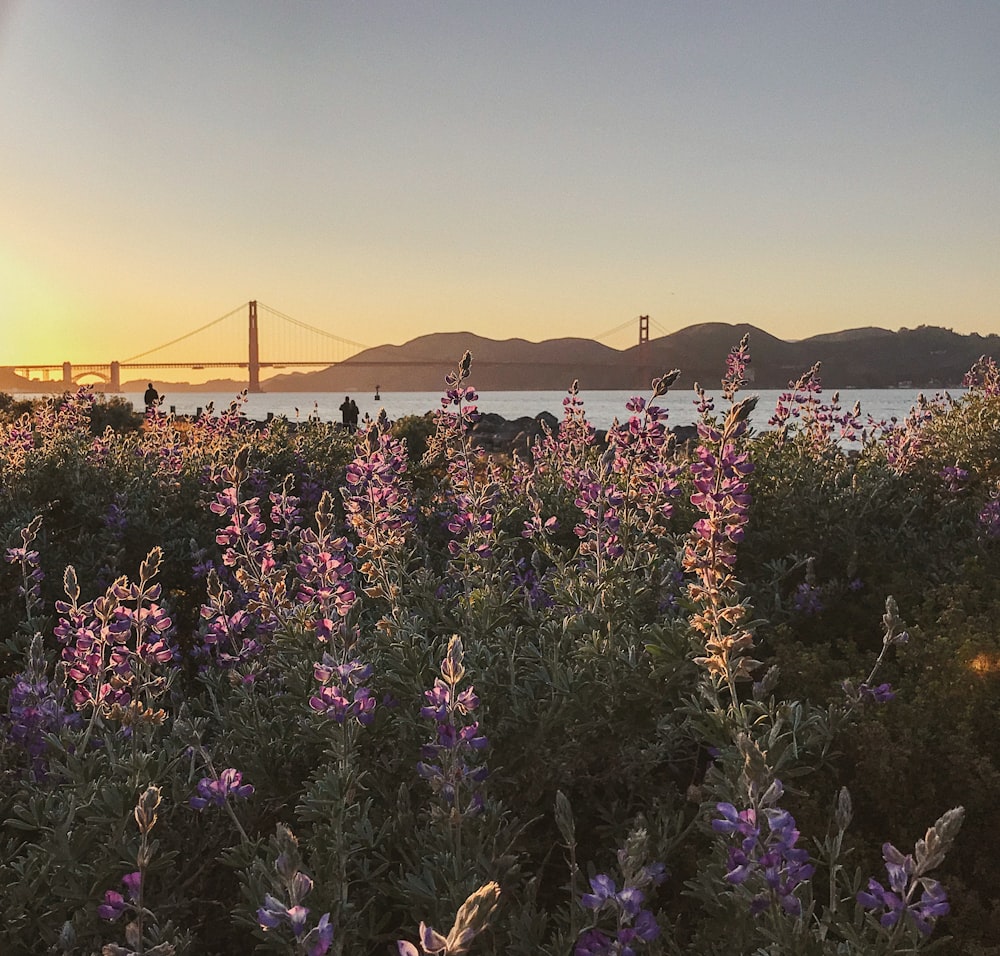 purple flowers near golden gate bridge during daytime