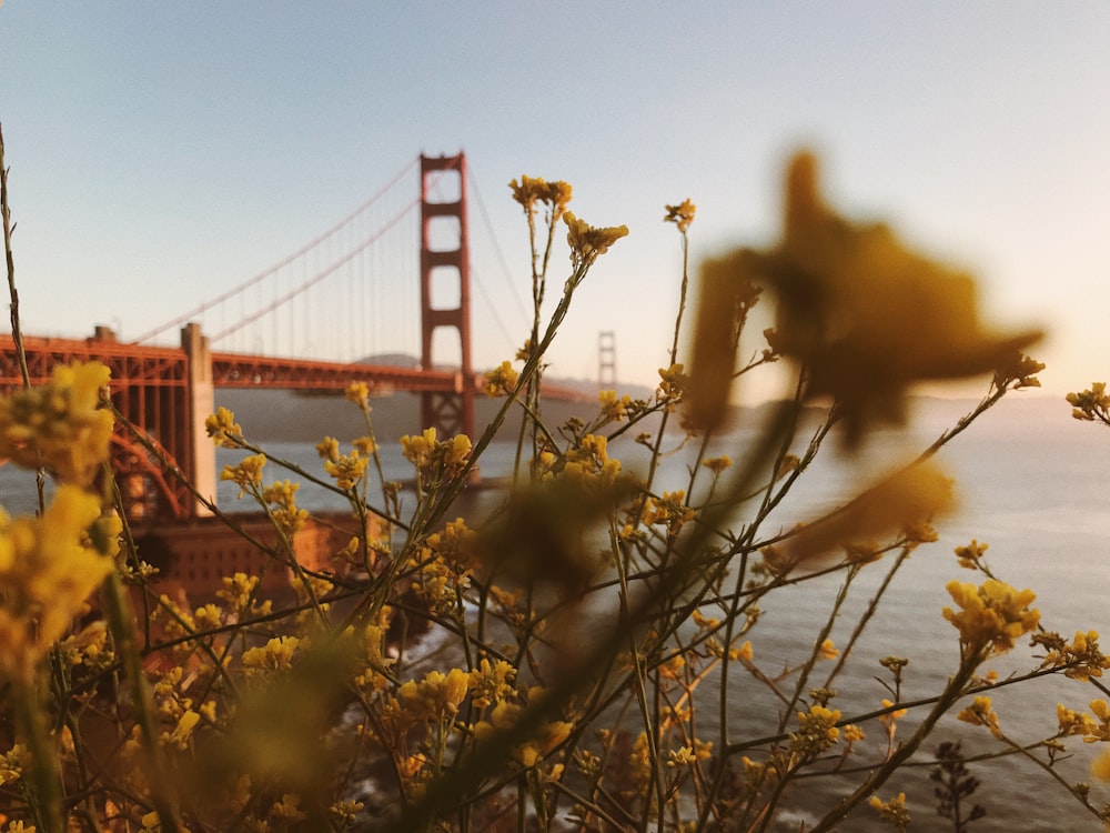 golden gate bridge san francisco california